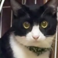 『かわいい』と言っただけなのに…猫がとった行動に爆笑する人が続出「獲物をロックオンした顔ｗ」「夜中にめっちゃ笑ったｗ」と26万再生