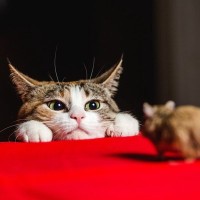 首相官邸で人気の「ネズミ捕り主任猫」が入院⁉　手術を受けるも、経過は良好　英国