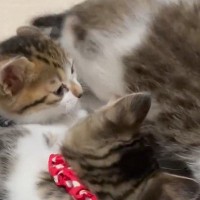 パパの膝の上に集まる『子猫たち』→元気いっぱいに遊んでいると…『驚きの展開』に反響「主がキャットタワーｗ」「可愛すぎてたまらん」