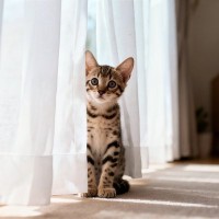 猫が『カーテン』に身を隠す理由4つ　どんな目的があるの？隠れているときの接し方も