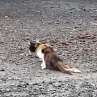 足を引きずるようにして歩いていた野良猫を保護したら…涙あふれる『2年間の記録』が48万再生「本当に感動した」「思わず泣いてしまった」