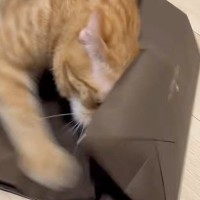 紙袋に狙いを定めた猫→全力で戦い始めて…想像以上に『激しいバトル』に笑ってしまうと反響「ストレス解消かなｗ」「かわいいｗ」