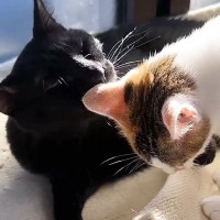 最初は子猫たちに『ビビっていたお兄ちゃん猫』→すっかり慣れてきて…優しさあふれる光景に「癒やしをありがとう」「大忙しだねｗ」と反響