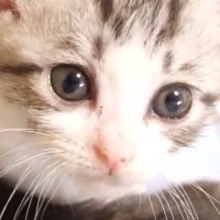 ミルクを飲んで『お腹いっぱいになった子猫』→いつもの寝床へ向かうも…可愛すぎる展開が30万再生「愛おしくてたまらない」「天使だ」