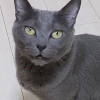 『大好きな娘が起きない』とママに助けを求める猫→ついて行ってみると…可愛すぎる光景が24万再生「健気だね」「本当に大好きなのが伝わる」