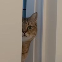 体調不良で寝込んでいたら、猫が近くにやってきて…思わず笑顔になる光景に「優しすぎる」「心配なんだろうね」「ずっと見ていられる」の声