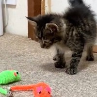 ネズミのおもちゃに警戒していた子猫→飼い主がごはんの準備から戻ると…『可愛すぎる光景』に「なんて無防備なｗ」「ずーっと見ていたい」の声