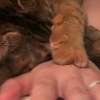 2日ぶりに飼い主と再会した猫→甘えん坊ぶりが爆発して…尊すぎる光景が20万再生「相当愛されてるねｗ」「なんて可愛いんだ」