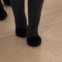 うっかりスマホを落としたら…大きな音にびっくりした子猫の『可愛すぎるリアクション』に1万いいね「やんのかポーズの途中みたい」