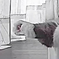 見守りカメラで『留守番中の猫』を見たら…想像以上に『ひとり時間を満喫している様子』に「腹抱えて笑ったｗ」「たぶん中身は人間」と爆笑の声
