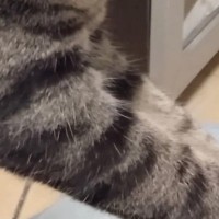 キャットタワーにいた猫→近くで飼い主が横になっていると…可愛すぎる『謎の行動』に1万いいね「あなたの脳内に直接…」「全力で守ってるね」