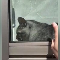 窓辺でくつろぐ猫→飼い主が外から『トントン』と合図を送ったら…100点満点のリアクションに「教科書に載るｗ」「完璧ｗ」と反響