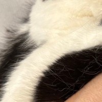 爪を切ろうと『猫を抱っこ』したら…涙が出るほど可愛い『表情』と『おてて』に「必死すぎてｗ」「今日イチ笑ったｗ」と笑顔になる人が続出