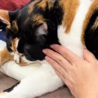 どこを撫でても気持ちよさそうにしていた三毛猫…そっと右手に触れた瞬間の『予想外の反応』に「顔ｗｗ」「何かがあるのかな」の声