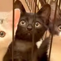 ケージの中で仲良く並ぶ3匹の子猫…見事な『シンクロっぷり』に「一瞬にして心を掴まれた」「癒されるねｗ」「最高にかわいい」と反響