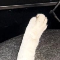 丸いベッドで寝ていた猫→真上から見たら…あまりにも綺麗な『まさかのフォルム』に「なんて美しい」「完璧すぎるｗ」と話題に