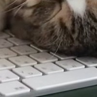 キーボードの上で寝ていた猫→よく見ると『前足の位置』が独特で…クセの強い寝方に「笑いが止まらんｗ」「可愛すぎてたまらないｗ」と20万再生