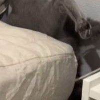 ふとベッドのほうを見たら、隙間から猫の足が出ていて…まさかの状況に「大変ｗｗ」「申し訳ないけど笑ったｗ」と16万再生