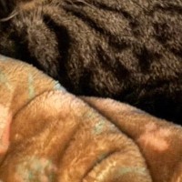 お父さんといっしょに眠る猫→『おてて』に注目すると…可愛すぎる光景に1万いいね「ヤキモチ妬いちゃうね」「うらやましいｗ」
