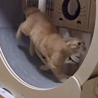 キャットホイールに乗って全力で走っていた猫→現在の『まさかの使い方』に「もう職人の域ｗ」「後ろ足もちょっと連動してるｗ」と15万再生