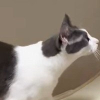 キャットホイールを使う猫→よく見たら…思わず2度見する『驚愕の光景』が228万表示「四つ葉のクローバー咲いてる」「健康的で素敵」