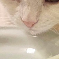 水飲み場にやってきた2匹の猫→1匹が水を飲み始めると…まさかの展開に6万いいね「間接的な水分補給ｗ」「猫も猫は液体を認識してるｗ」