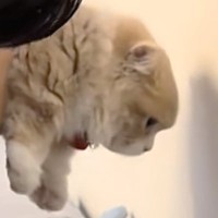 短足猫が『猫壁チャレンジ』に挑戦した結果…想像以上の『可愛すぎる展開』に笑ってしまう人が続出「尊いｗ」「最高」と7万再生