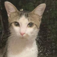 やせ細った姿で現れた野良猫を保護したら…驚くほど変化した『現在の様子』に「何度も見比べてしまったｗ」「二度美味しい」の声