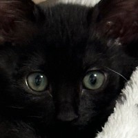 生後2か月の『毛がパヤパヤな黒猫』→1か月後には…素敵すぎる『成長ビフォーアフター』に「綺麗だー」「たまらんね」と11万表示