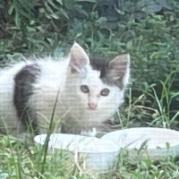 1年前、庭に現れた小さな子猫を保護したら…驚きの『現在の様子』に「想像以上に立派だったｗ」「すごい貫禄ついたねｗ」と35万表示