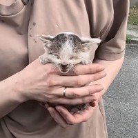 手の届かない下水管の中で『3日間鳴き続けていた子猫』→保護から4か月…現在の様子に感動の声「本当によく頑張った」「素敵」と83万再生