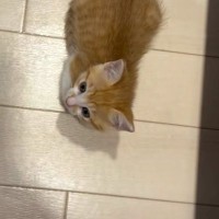 爆睡中の子猫のそばを離れた飼い主→気づいたら『足元』にいて…キュンとくる光景が104万再生「なんだただの天使か」「甘やかしたくなる」