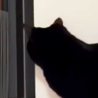 同居猫を待ち伏せする猫→相手が『予想外のルート』から現れて…あまりにも可愛い『リアクション』に反響「オチが完璧ｗ」「ドラマチックｗ」