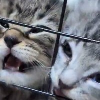 ケージの中で必死に鳴く『2匹の子猫』→顔を押し付けすぎてしまい…まさかの光景が71万表示「笑いがとまらんｗ」「顔がｗｗ」と爆笑の声