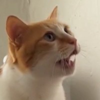 なでなでをおねだりする猫→飼い主の手が目の前で止まると…『可愛すぎる行動』に「いくらでも撫でちゃうｗ」「甘え上手だね」と17万再生