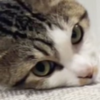 ソファの上でくつろぐネコを発見→近づいてみると…あまりにも独特な『寝方』に「にゃんたい動物」「おてて痺れちゃう」「寝違えるわｗ」の声