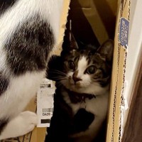 部屋の隅に積まれた段ボール箱で『2匹の猫が遊び始めた』結果…爆笑の展開が83万表示「自分でやったのにｗ」「逃げていくの可愛すぎる」