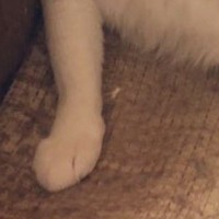 椅子の上でのんびりと過ごしていたおじさん猫…『まさかのポーズ』に3万2000いいね「ゴージャスで素敵」「まるで絵画のよう」
