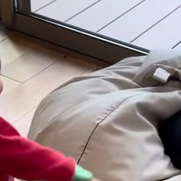 猫たちと遊びたい赤ちゃん→『両手に猫じゃらし』を持って誘いに行くと…微笑ましい光景に反響「全員可愛すぎる」「笑ってしまったｗ」