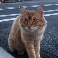 コンビニの駐車場で出会った猫を保護…少しずつ心を開いていく様子に「いい人に出会えてよかった」「幸せになってほしい」と123万再生