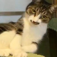 キャットタワーの上でゴロンと『寝転がろうとした猫』…まさかの展開に32万いいね「恥ずかしとこ消して！かなｗ」「うんうん人間が悪い」