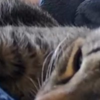 ペットカメラをのぞくと、気持ちよさそうに眠っていた猫→カメラを動かしたら…笑撃の光景が620万再生「めっちゃ笑った」「片目開いてる」
