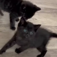 赤ちゃんの頃から元気いっぱいな黒猫きょうだい→1年後…想像以上の『やんちゃぶり』に「まるで小学生男子ｗ」「可愛いから許しちゃうやつ」