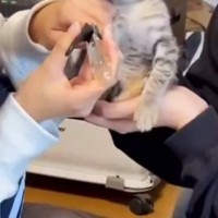 初めて『爪を切られた子猫』→顔を見たら…なんとも言えない『表情』が133万再生「魂抜けてないかｗ」「この世の終わりのようなｗ」