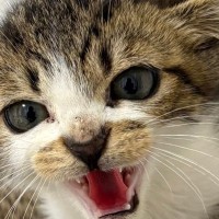 警戒心の強かった『小さな子猫』が成長すると…可愛すぎる『現在の様子』に4万いいね「幸せが溢れておるｗ」「見事なイカ耳だったのにｗ」