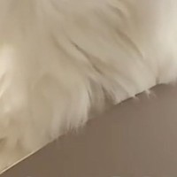 雨が降っていた日、『寝起きの猫』の毛を見たら…とんでもない光景が42万再生「どんな寝方したんだｗ」「グレムリンかよｗ」と爆笑の声