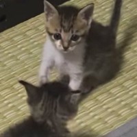 元気いっぱいの子猫たち→1匹がそっと近づくと…可愛すぎる『じゃれ合い』に「一生見ていられるｗ」「ニヤニヤしちゃうｗ」と18万再生