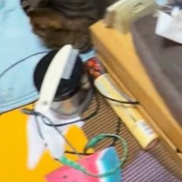 22時、寝ようと寝室へ向かうと『猫たちがベッドを占拠』…可愛すぎる光景に笑う人が続出「居場所ないｗ」「密度高くて羨ましい」と15万再生