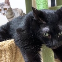 ハンモックでくつろぐお兄ちゃん猫→子猫がやってくると…微笑ましすぎる光景に「だいぶ積極的で笑ったｗ」「大好きなんだねｗ」と反響