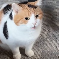 飼い主を起こそうとそばにやってきた三毛猫…控えめで可愛すぎる鳴き声が18万再生「なんて幸せな朝」「胸がぎゅってなった」と悶絶の声
